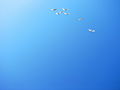 Flickr.com photos rufino uribe 340684811.jpg